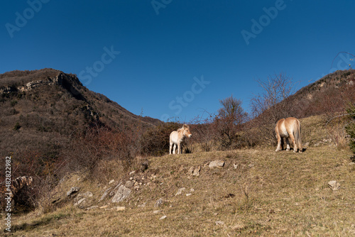 norwegian horses known as fjord horses are seen in the wild in among mountains running free and eating in group in pristine natural mountains