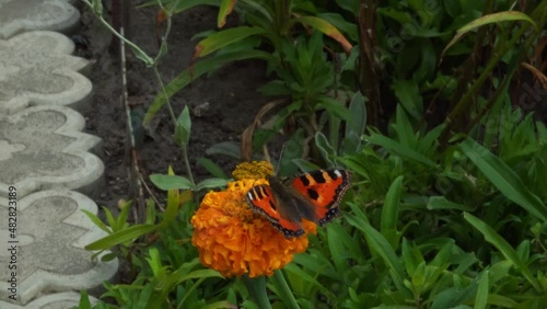 Butterfly sits on an orange flower and flaps its wings. Summer day