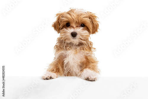 Fototapeta Naklejka Na Ścianę i Meble -  Beautiful dog, maltipoo golden color posing isolated over white background. Concept of beauty, breed, pets, animal life.