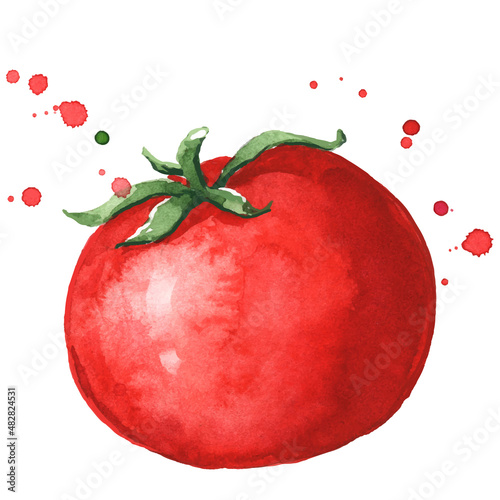 Fresh ripe red tomato watercolor illustration