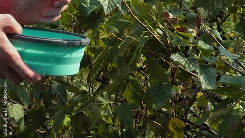 Men's Hands Picking black currant berries from bushes in garden