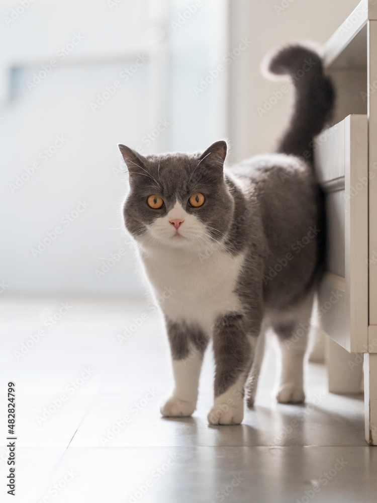 Cute british shorthair cat, indoor shot