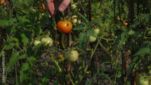 Hand at male holds ripe red tomato on a bush in the garden summer day