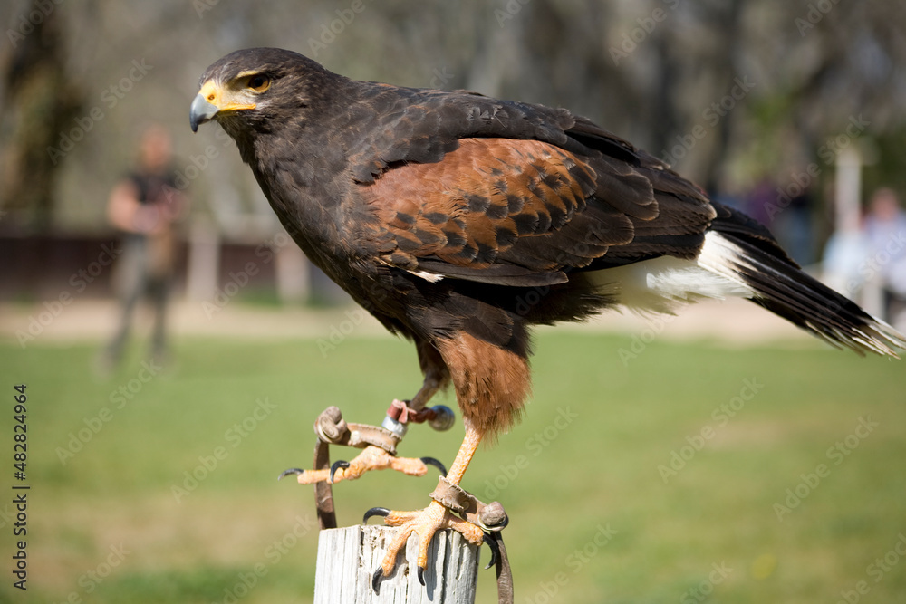 Close up of a red and black eagle in a bird of prey flight display Close up of a red and black eagle in a bird of prey flight display