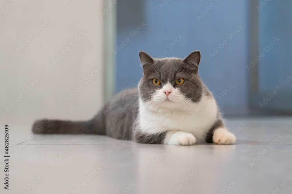 Cute british shorthair cat, indoor shot