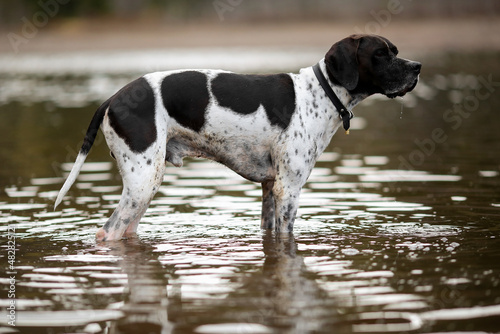 Dog english pointer