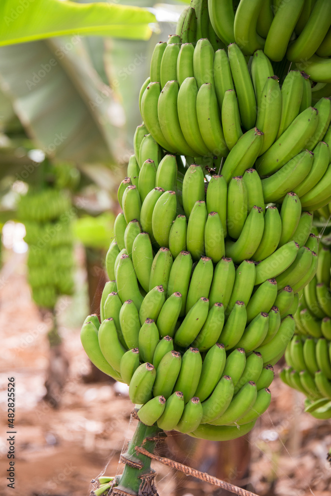 Φωτογραφία Racimos de plátanos en una plantación de Canarias