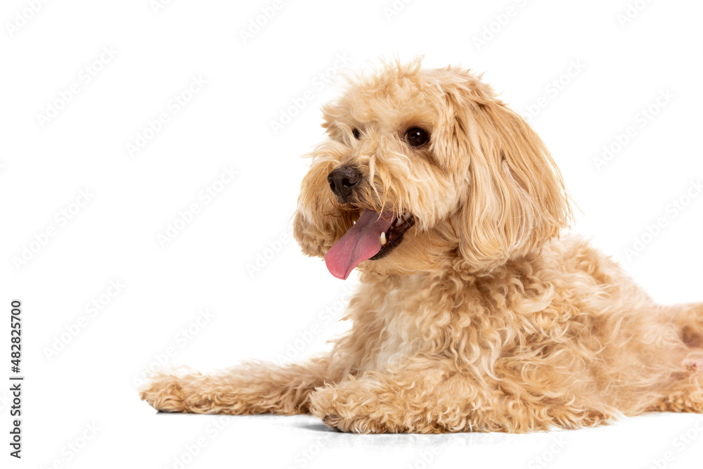 Closeup beautiful dog, maltipoo golden color posing isolated over white background. Concept of beauty, breed, pets, animal life.