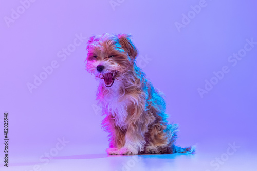 Portrait of cute dog, maltipoo golden color sitting on floor isolated on lilac color background in neon light. Concept of beauty, breed, pets, animal life.