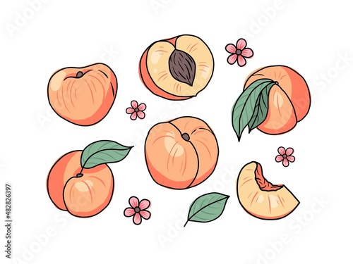 Peach or apricot hand drawn set. Whole and sliced fruit. Vector illustration in doodle style
