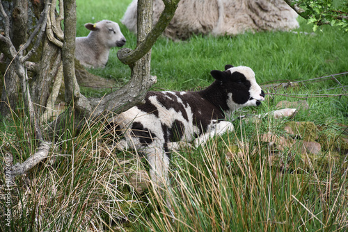 Cute White and Black Spotted Lamb Resting