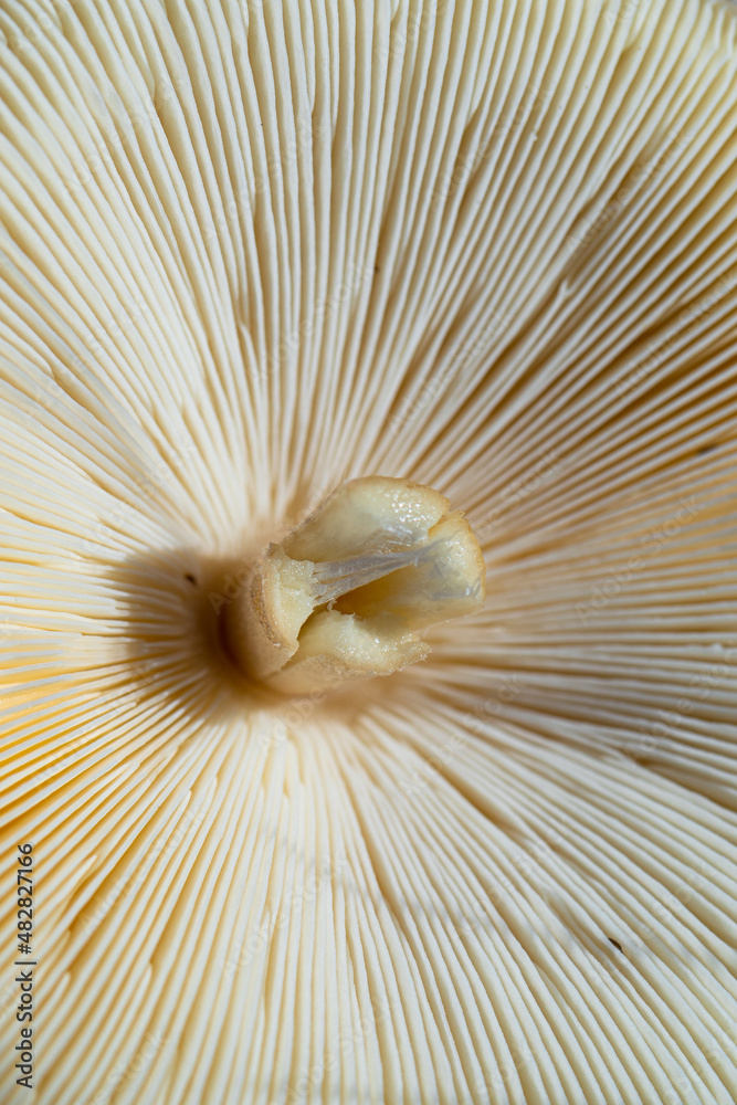 close up of mushroom close up of mushroom