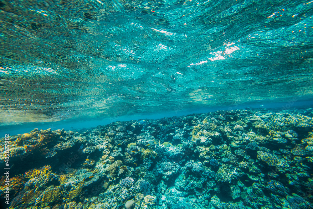 a panorama underwater coral reef on the red sea