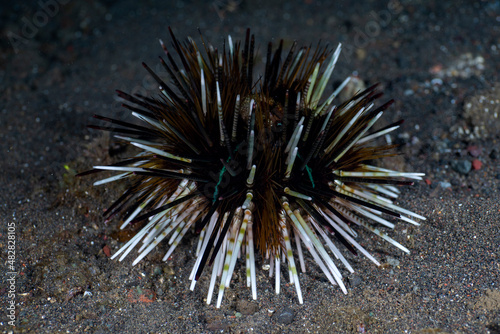 Sea urchin on the seabed. Underwater night life of Tulamben  Bali  Indonesia.