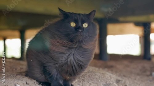 the long fur of the cat is fluttering in the wind. brown maine coon is sitting under the house