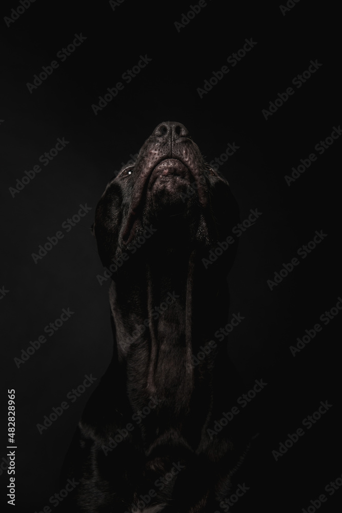 Black pit bull dog, taken from the angle from below. You can see her neck. She is on a black background. The dog's head is up