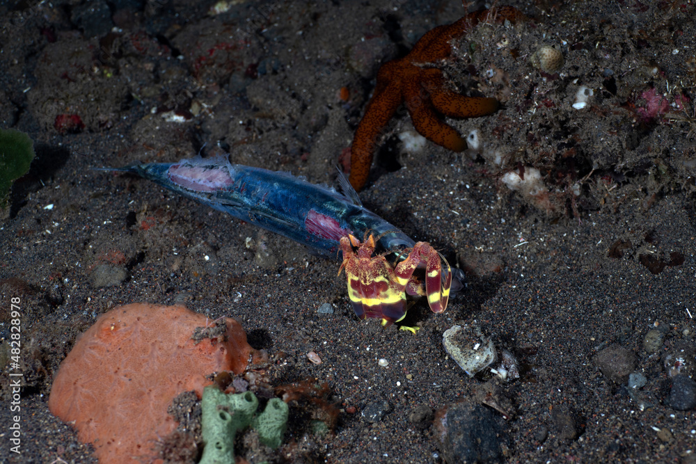 Mantis Shrimp feeding on a dead tuna. Underwater night life of Tulamben, Bali, Indonesia.