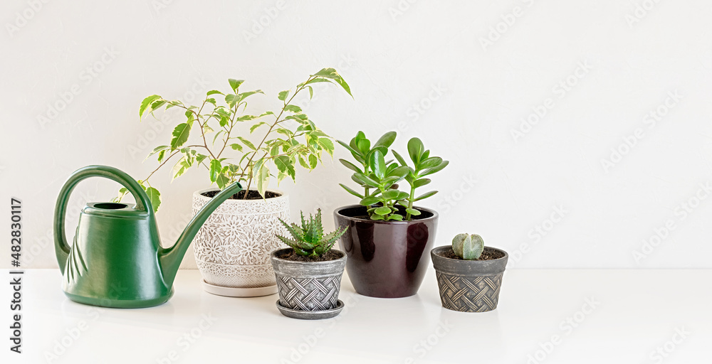 Greening home with houseplants. Eco lifestyle and hobby. Copy space. Greening home with houseplants. Eco lifestyle and hobby. Copy space.