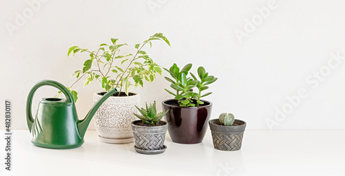 Greening home with houseplants. Eco lifestyle and hobby. Copy space.