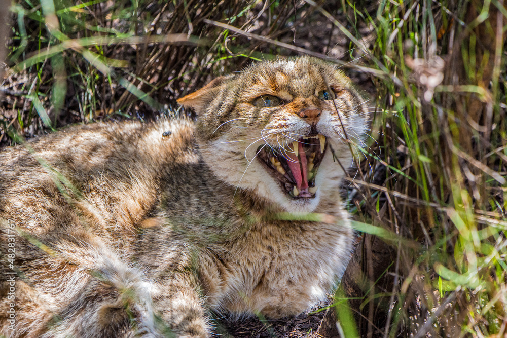 A Wild Cat shows its teeth at an intruder in the Eastern Cape, South Africa A Wild Cat shows its teeth at an intruder in the Eastern Cape, South Africa