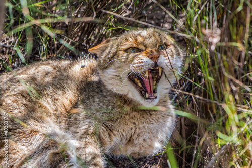 Fotografi A Wild Cat shows its teeth at an intruder in the Eastern Cape, South Africa