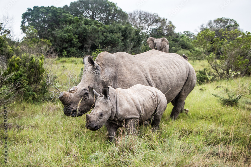 A large de-horned female White Rhinocerous with her calf in the Eastern Cape, South Africa