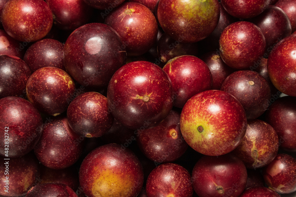 Camu camu fruits, a native plant of the Amazon, it is common to find these colorful fruits in the markets, as it is used for the preparation of different inputs, such as soft drinks, ice cream, sweets Camu camu fruits, a native plant of the Amazon, it is common to find these colorful fruits in the markets, as it is used for the preparation of different inputs, such as soft drinks, ice cream, sweets
