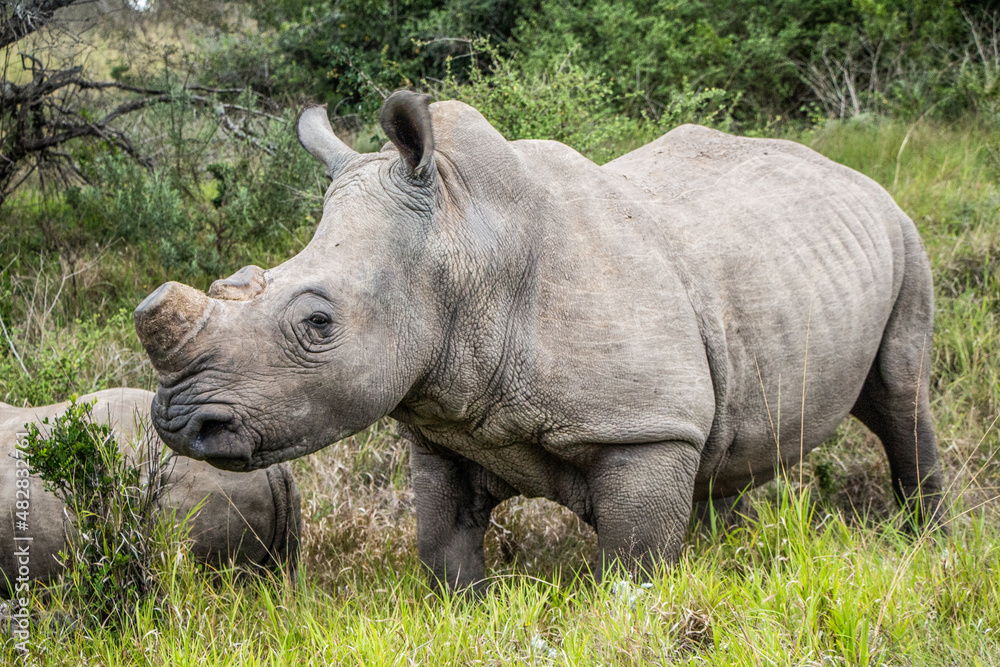 A large de-horned female White Rhinocerous in the Eastern Cape, South Africa A large de-horned female White Rhinocerous in the Eastern Cape, South Africa