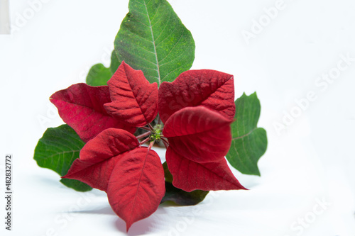 Poisettia flower on white background