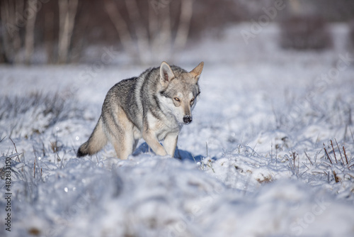 Saarloos wolf dog in snow winter animal