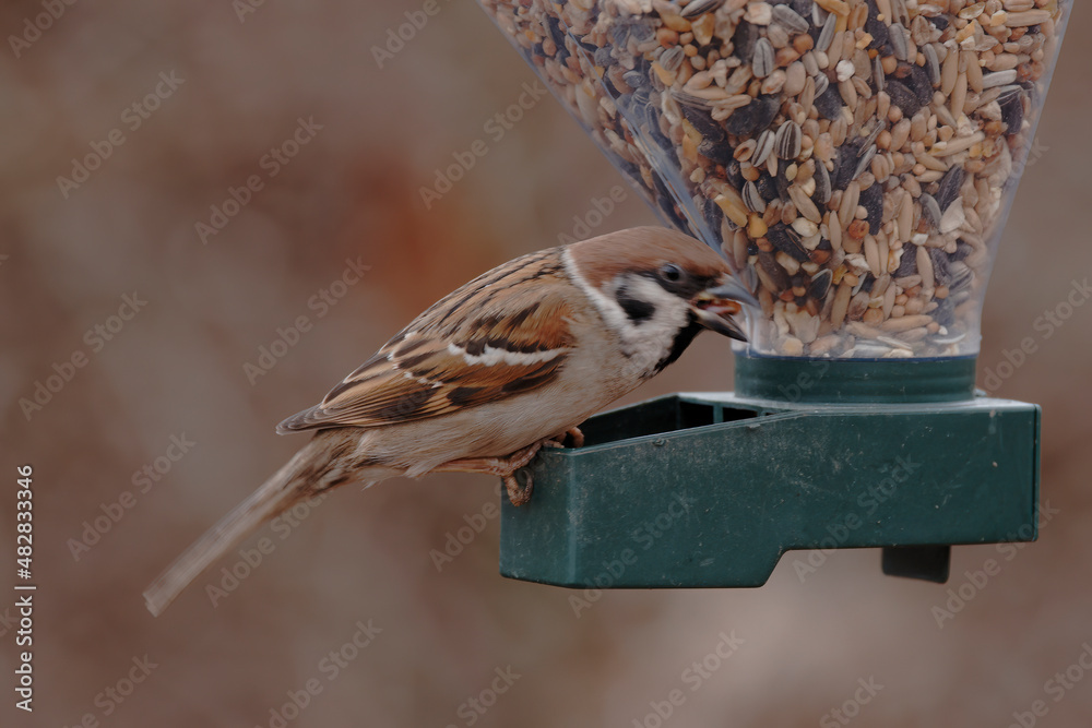 Naklejka premium Karmnik