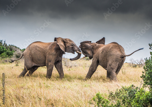 Two bull Elephants confront each other under leaden skies in the Eastern Cape, South Africa