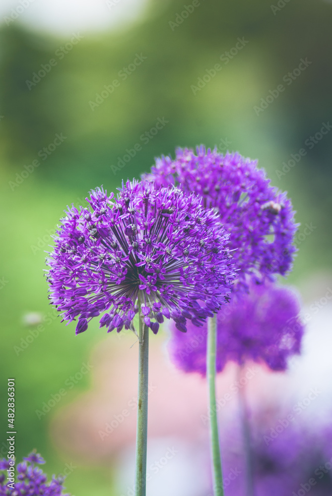 Obraz premium Gentle spring background. Beautiful flower. 