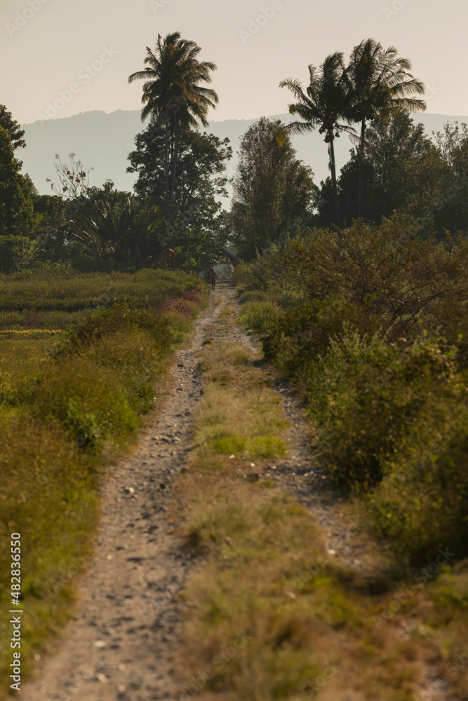 A dirt road, in a straight line, runs between the fields near Bomba, South Lore, Poso Regency, Sulawesi, Indonesia A dirt road, in a straight line, runs between the fields near Bomba, South Lore, Poso Regency, Sulawesi, Indonesia