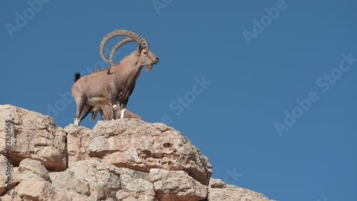 Herd of Adult Nubian Ibex males standing on a cliff in the desert