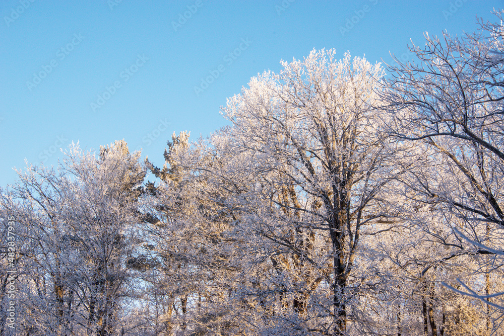 Treetops covered with ice in winter