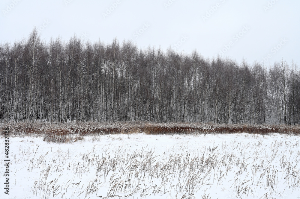 custom made wallpaper toronto digitalBrzozowy zagajnik zimą.