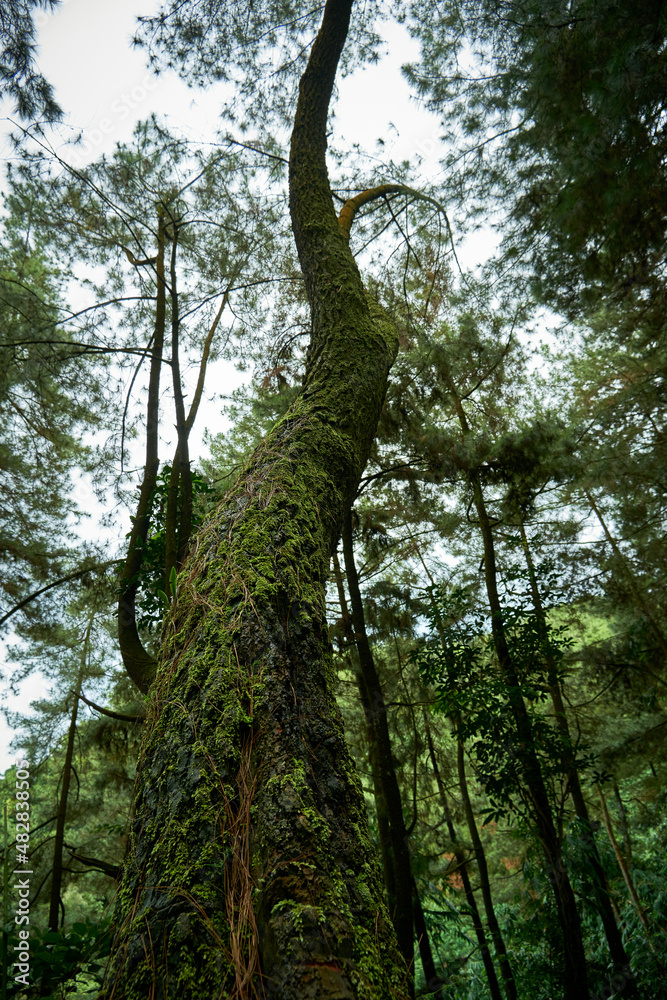 Fototapeta premium tall pine tree growing fresh in the forest