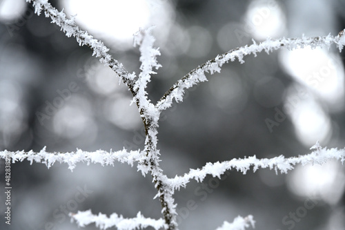 Gałązka krzewu pokryta kryształkami zmrożonego śniegu.