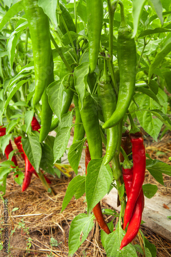 Capsicum frutescens. Growing plant detail. Garden bed, greenhouse. Green leaves. Spicy bio capsicums. Capsaicin, carotene.