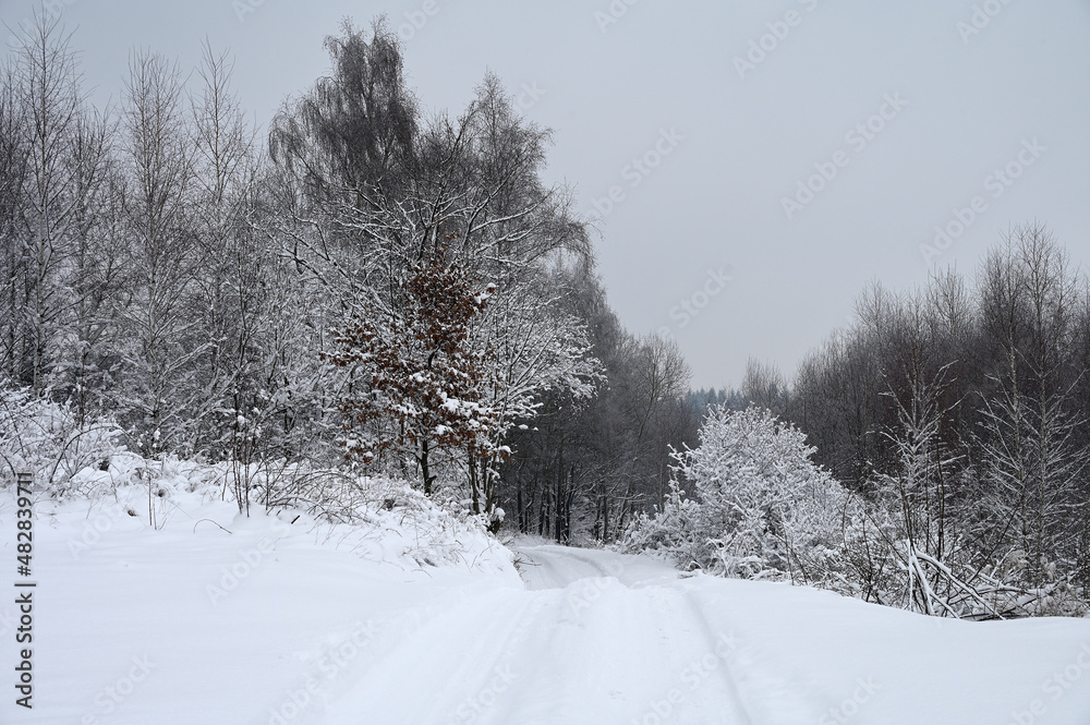 Fototapeta premium Droga zasypana śniegiem wśród ośnieżonych drzew i krzewów.
