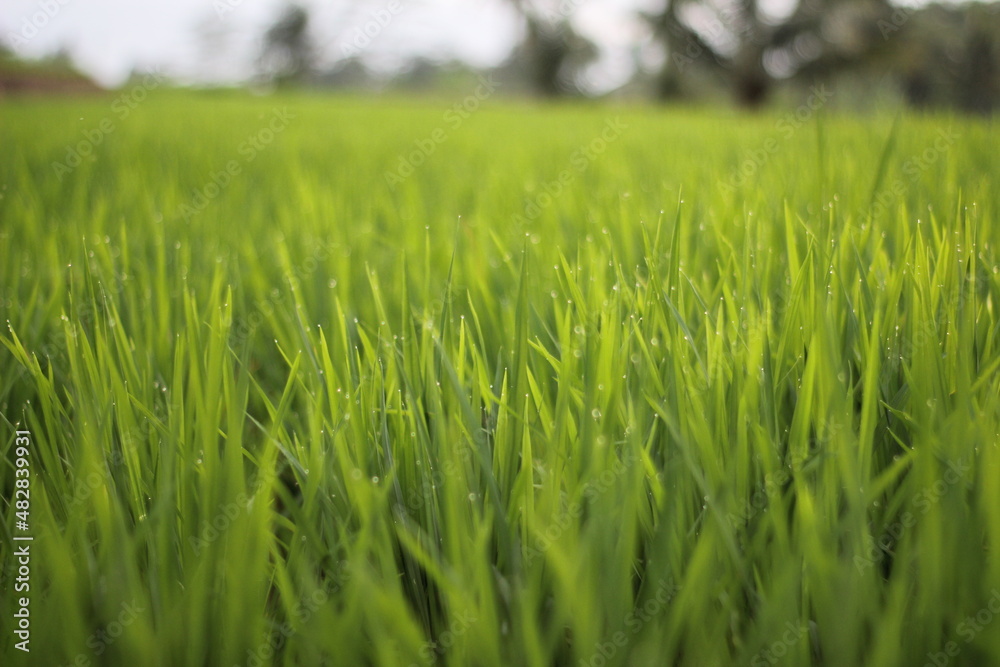 green rice field