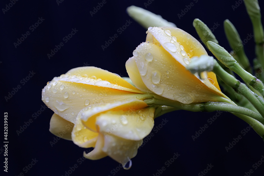 The beauty of frangipani flowers in bloom. This flower has the scientific name Plumeria sp. 