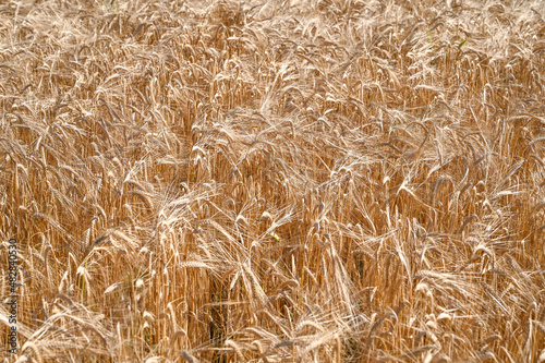 Golden barley field. Yellow ripening ears of barley ready for harvest in summer. Cereals growing on the field. 