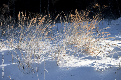 Zasypane śniegiem trawy oświetlone promieniami słońca. photo