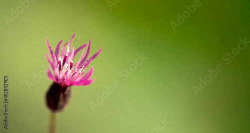 Close Up Shot of violet flower against blurred background with sun rays.Banner template for text.