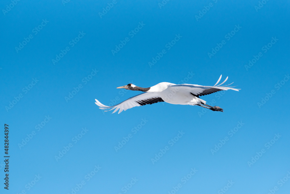 Fototapeta premium 飛翔