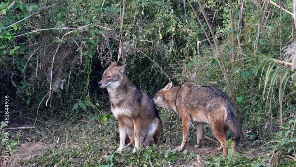 Pair of Golden jackal or Syrian jackal grooming each other near the Tel Aviv Pair of Golden jackal or Syrian jackal grooming each other near the Tel Aviv