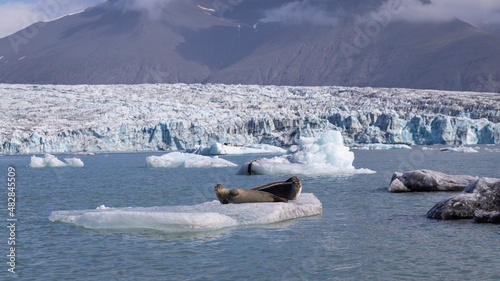 Zwei Seerobben liegen auf einer Eisscholle in der Gletscherlagune Jökulsarlon. photo