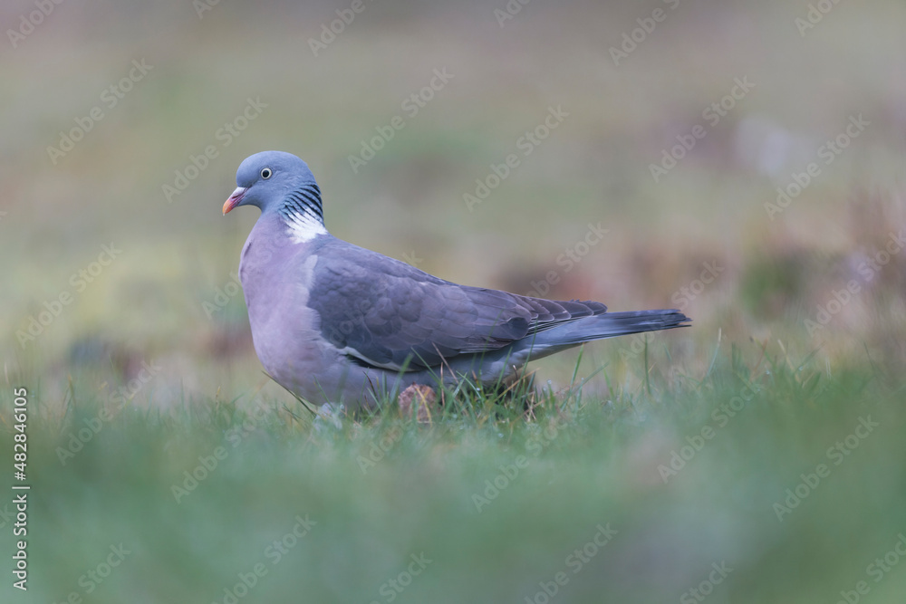 Wood pigeon Columba palumbus in close view on ground Wood pigeon Columba palumbus in close view on ground